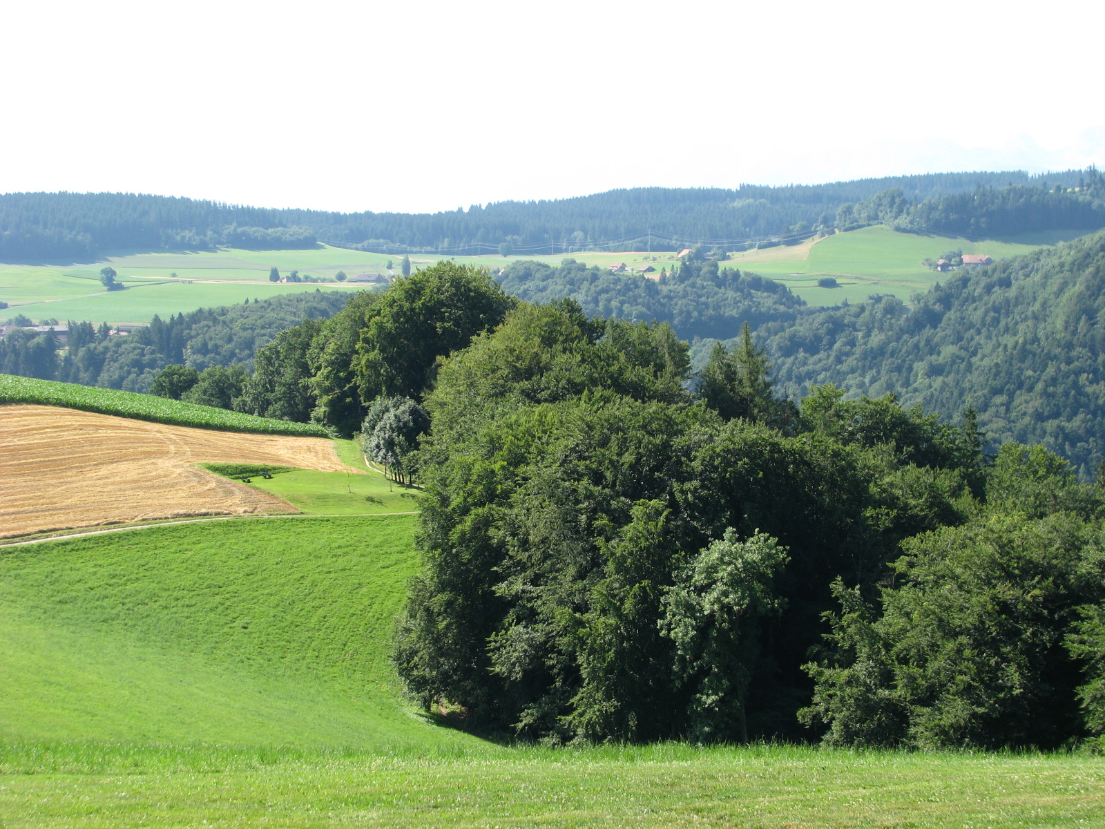 rolling hills and trees
