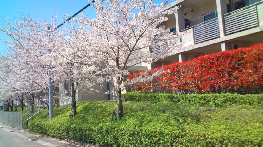 two story dorms, with blooming cherry trees in front - spring day at the dorms